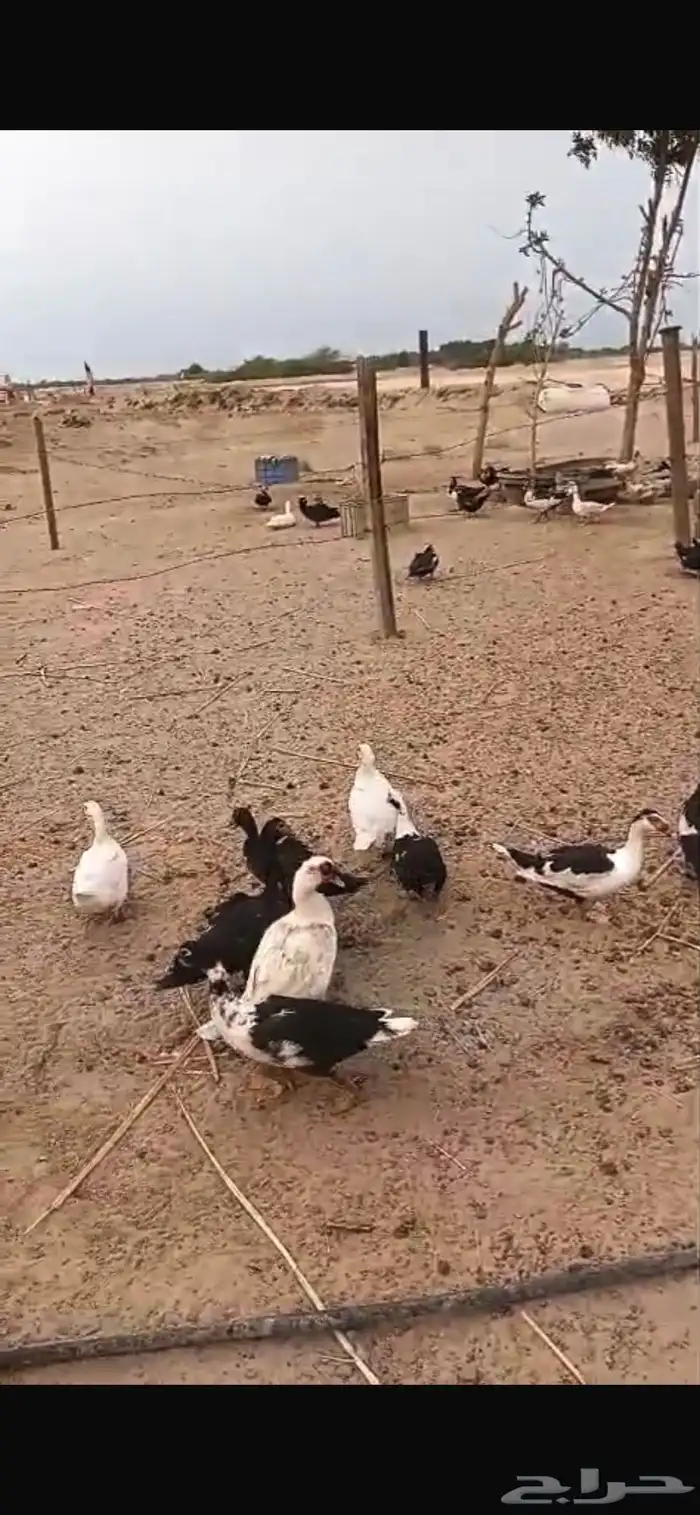 القنفدة القوز 0