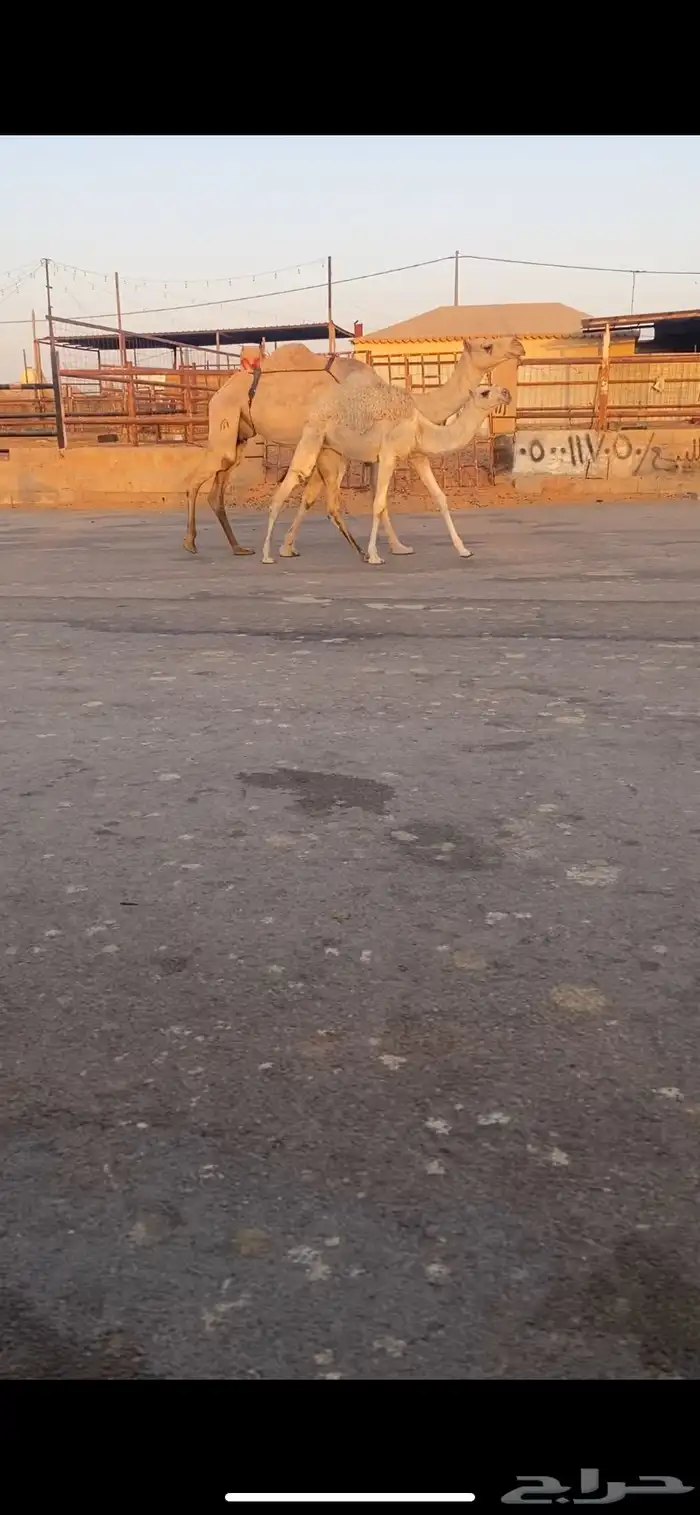 للبيع العشراء الي حدره بكره كفو 3