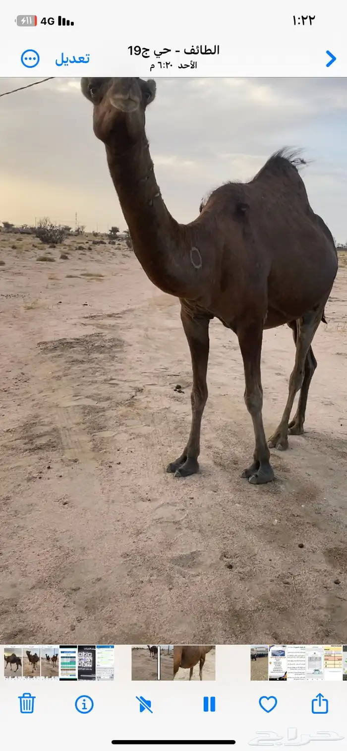نياق للبيع 8