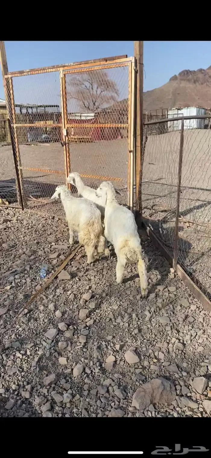 طليين ورخل نضيفه ومقفله شحم عمارها 5 شهور ذبايح 2