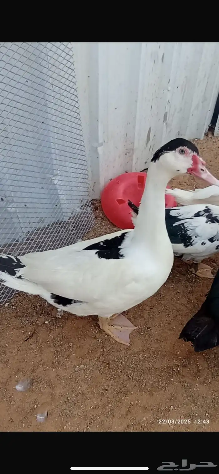 بط مسكوفي للبيع 0