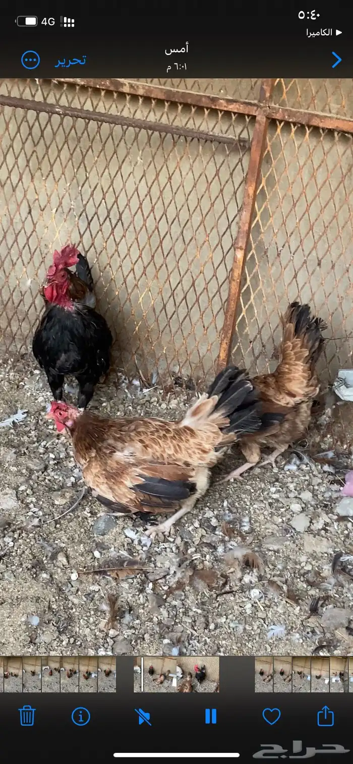 للبيع طقم دجاج ترثه 1