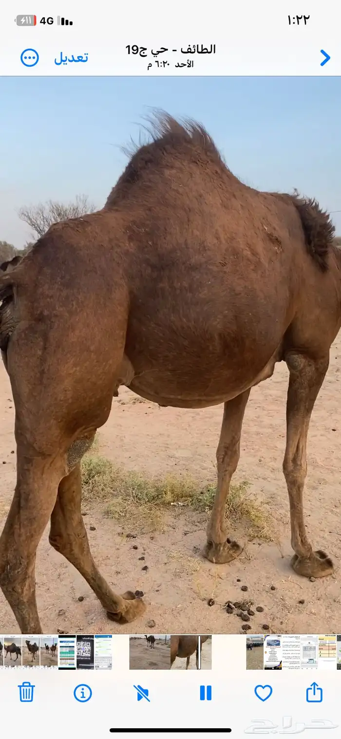 نياق للبيع 2