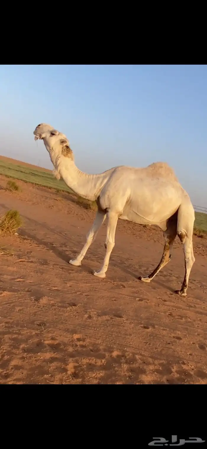 قعود فحل سنه ثني سلالة عقاب 0