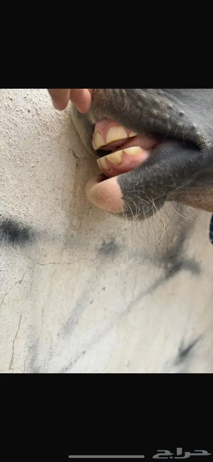 مهر شعبي معسوف 2