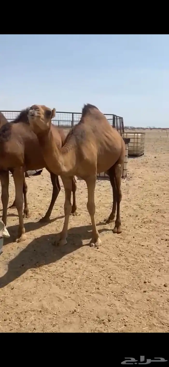 قعدان 2