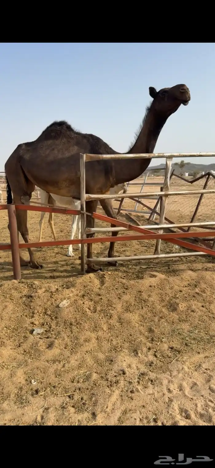 للبيع بكره حقه مجهم 1