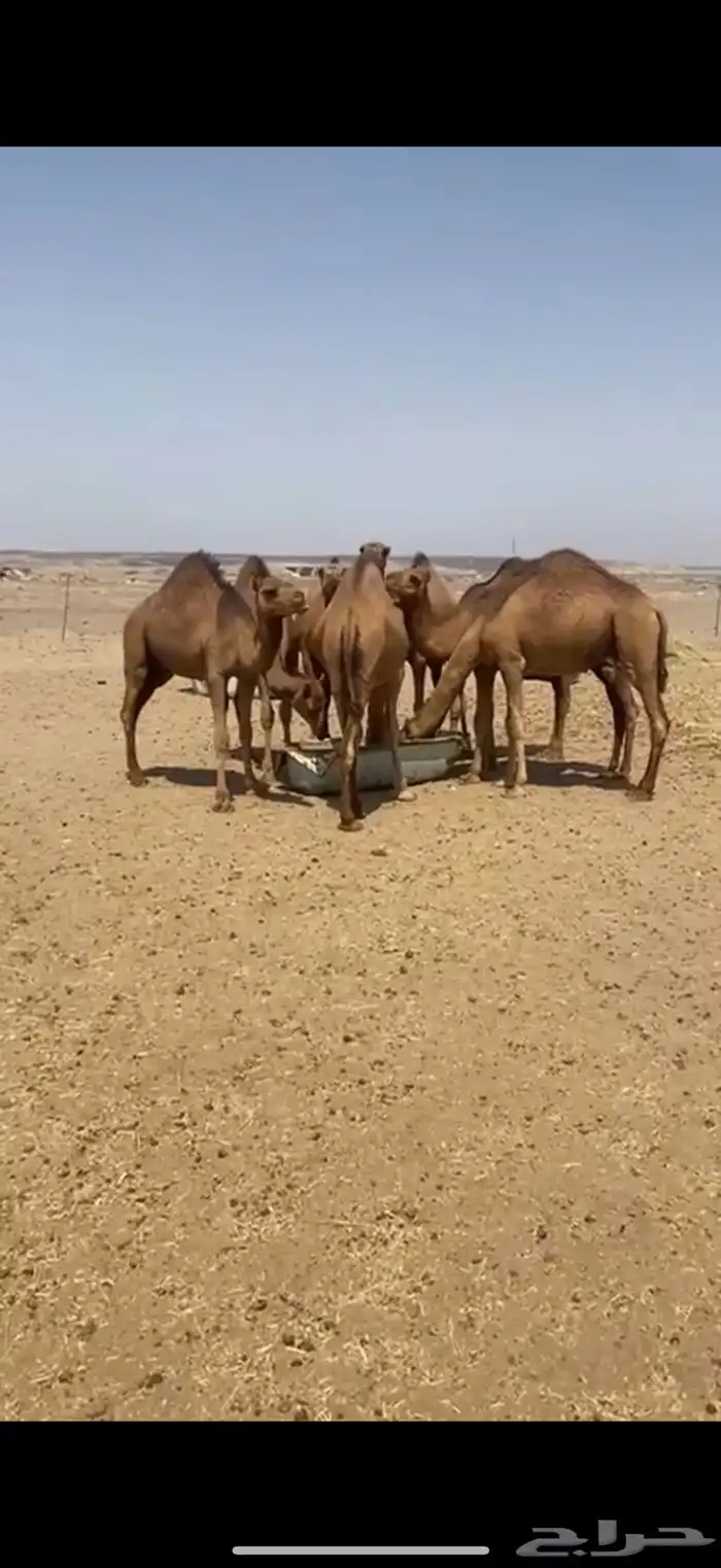 قعدان 0