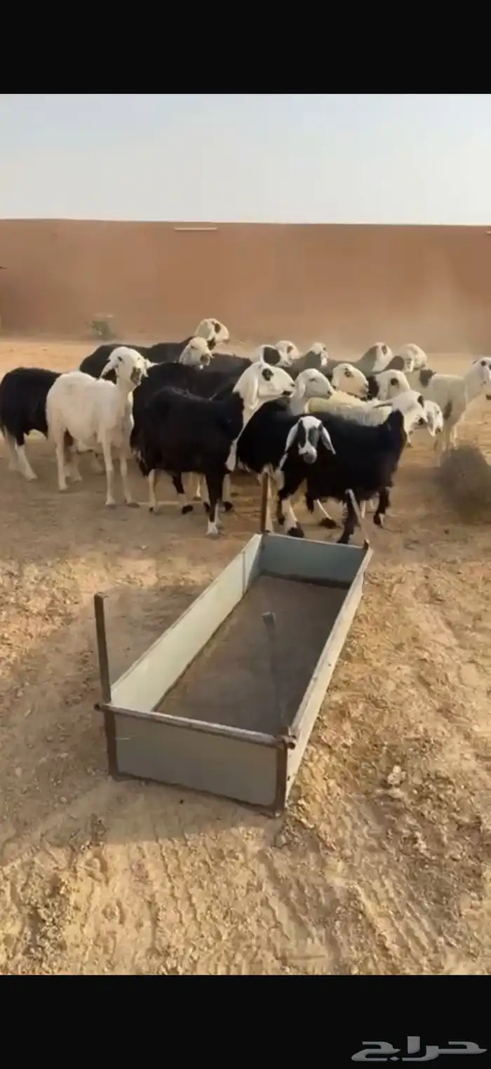 غنم نجد 0