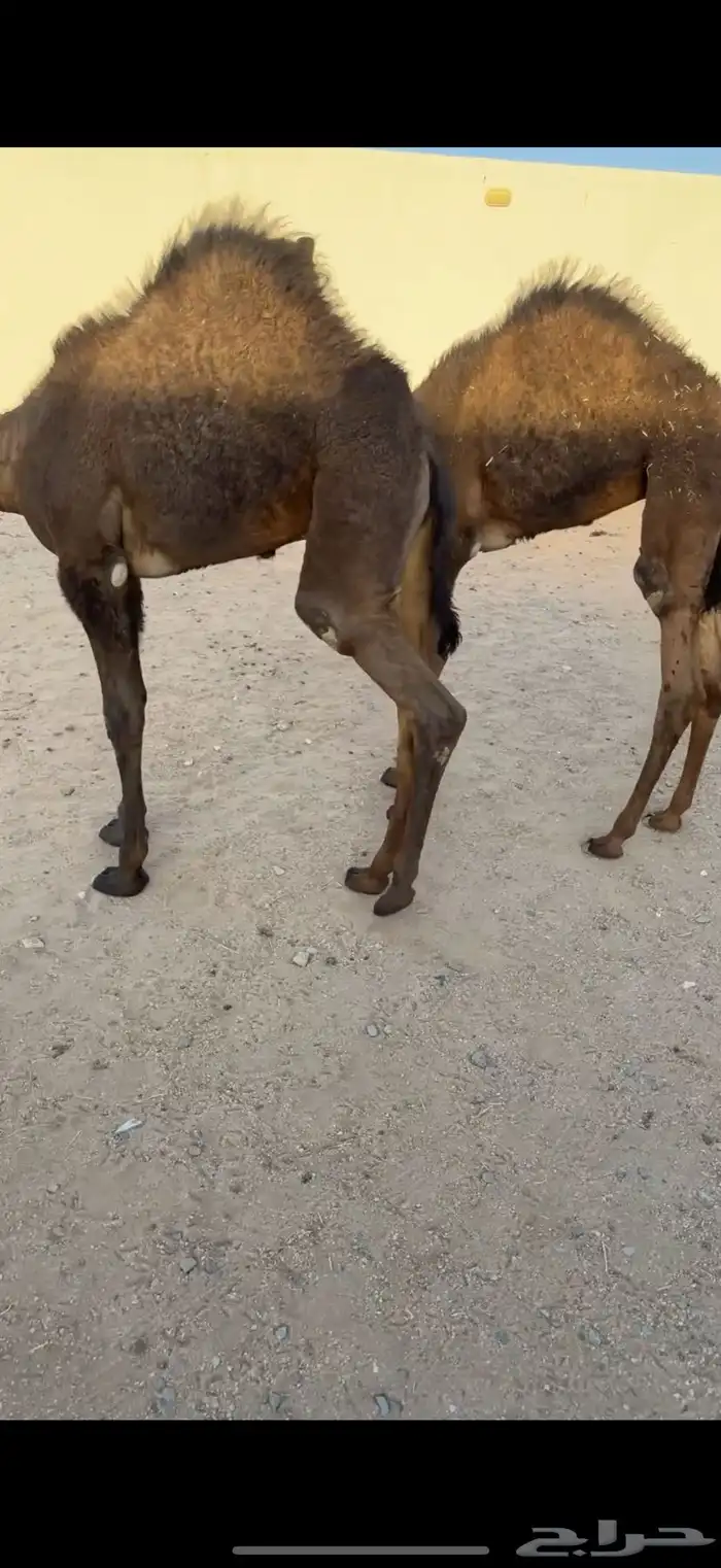 قعود وبكره شحم مغلقه 0