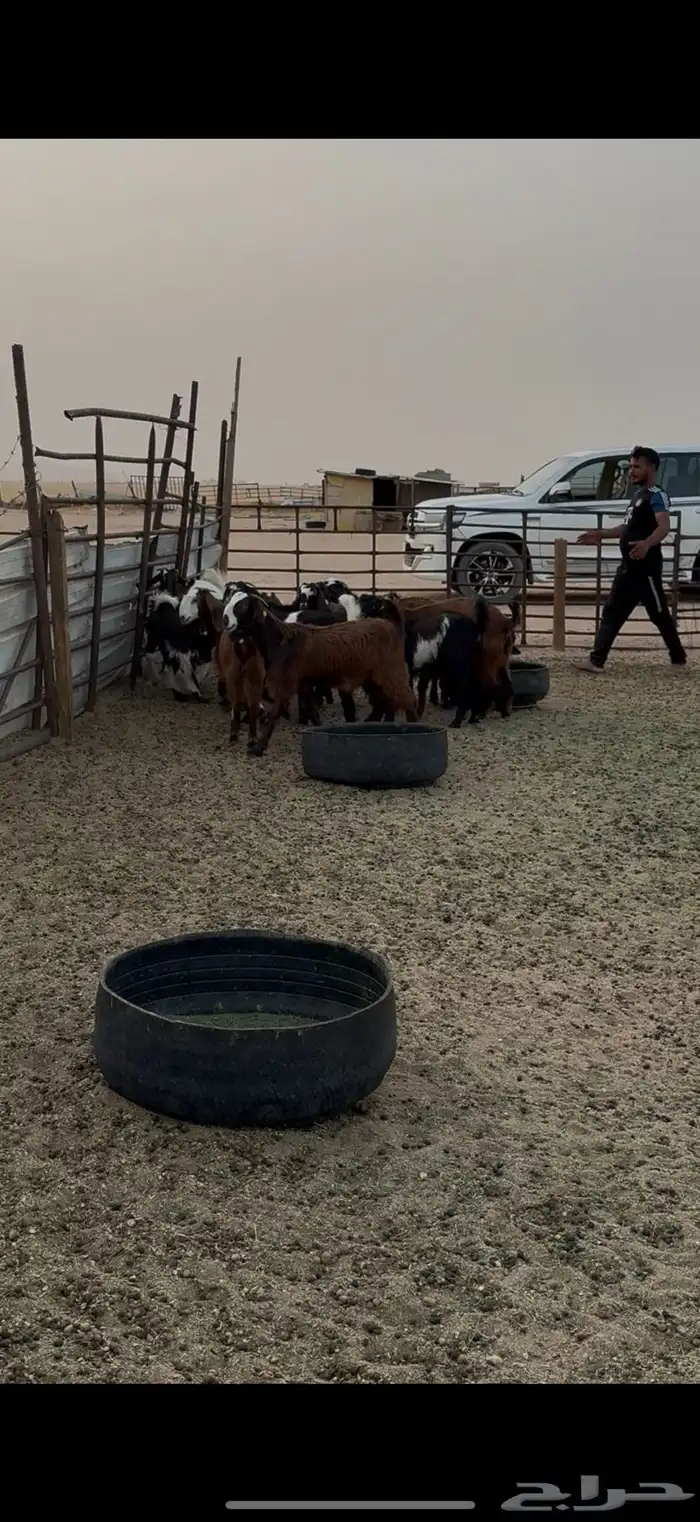 للبيع جفرات قبرصيات فاخره 2