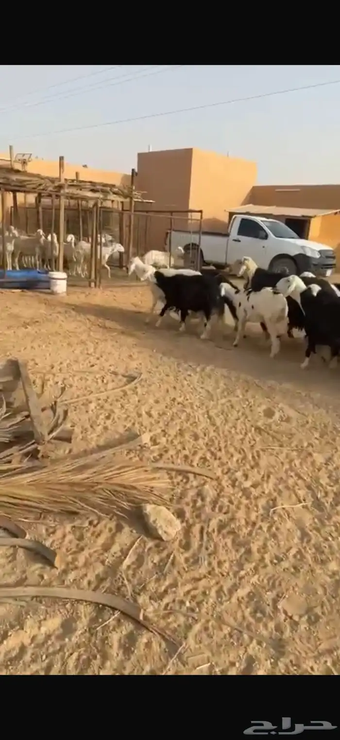 غنم نجد 4