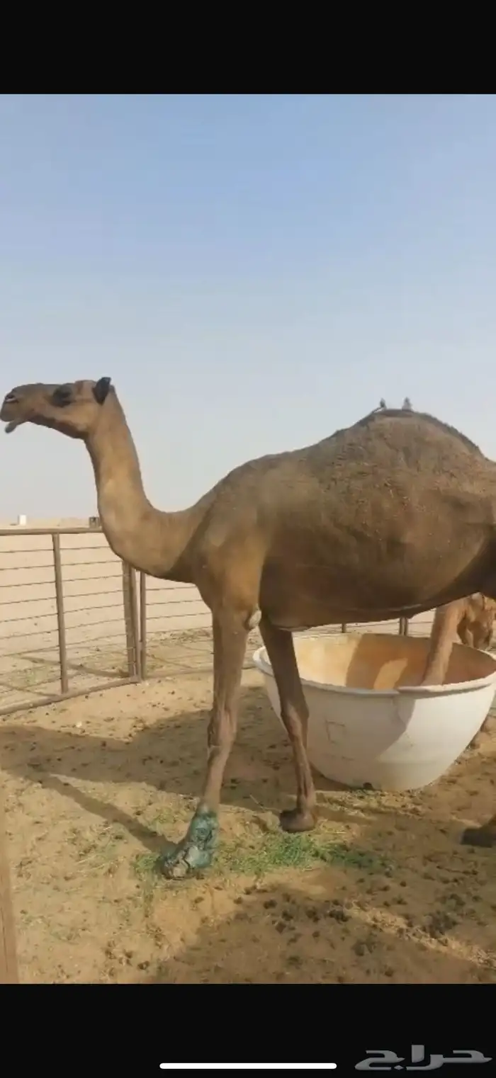 للبيع عشرا تحتها بكره 0