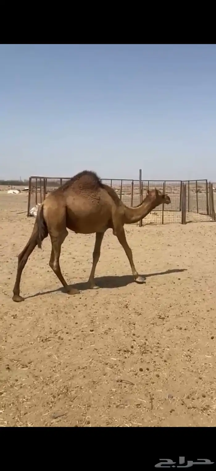 قعدان 3