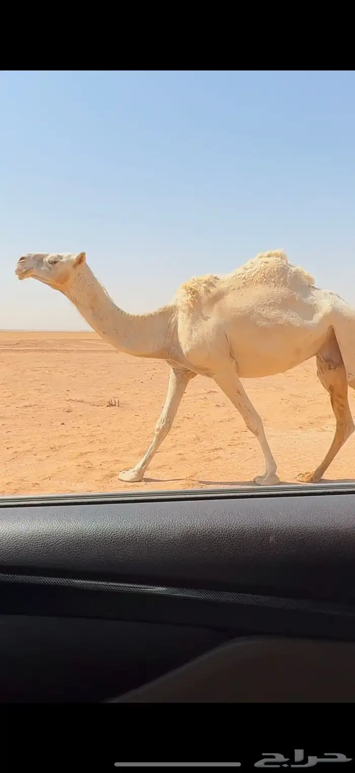 ضريبه مبيوع ولدها 0