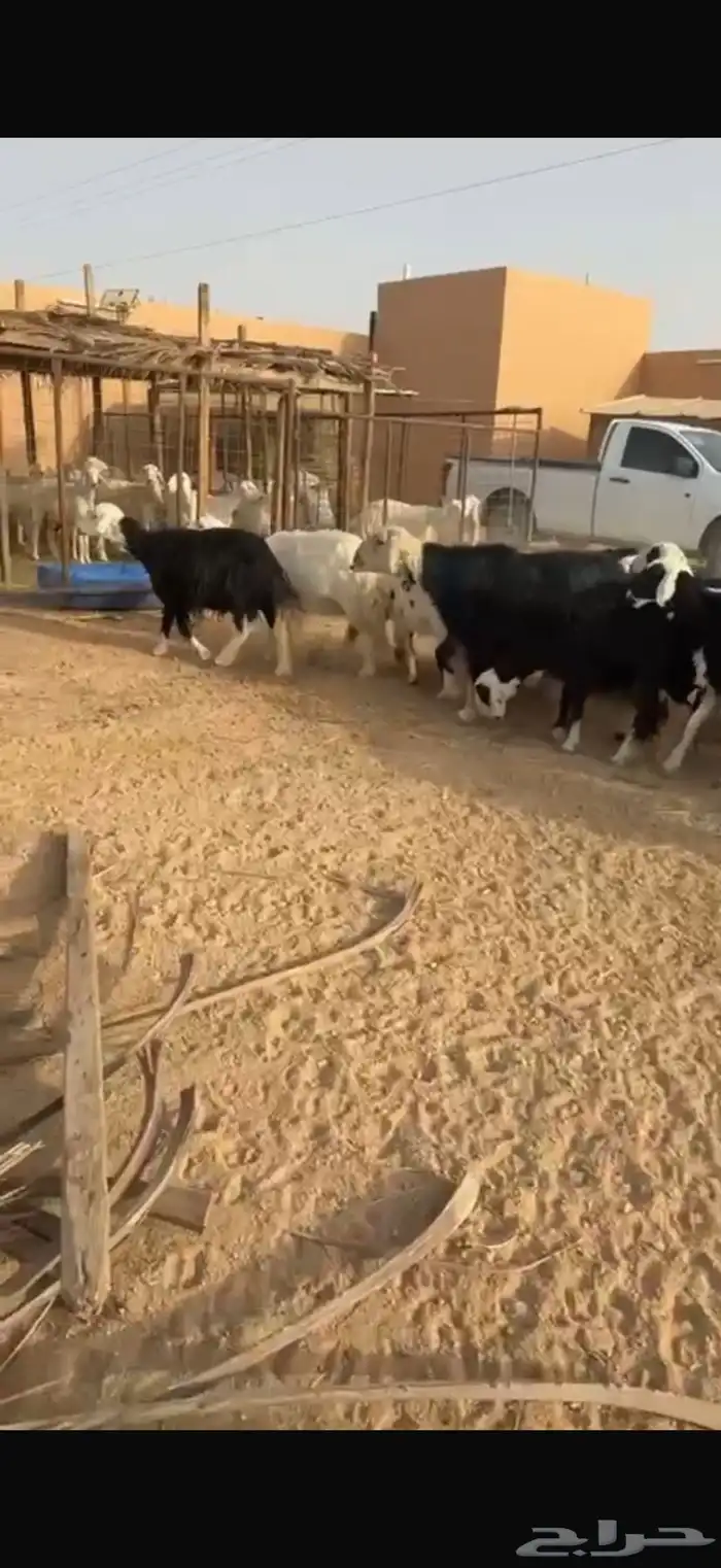 غنم نجد 3