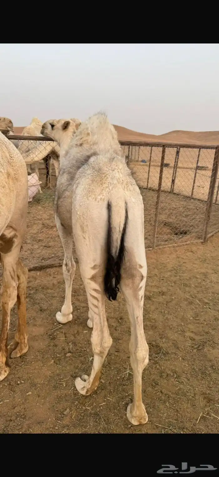 قعود لباني قصب طايش 3