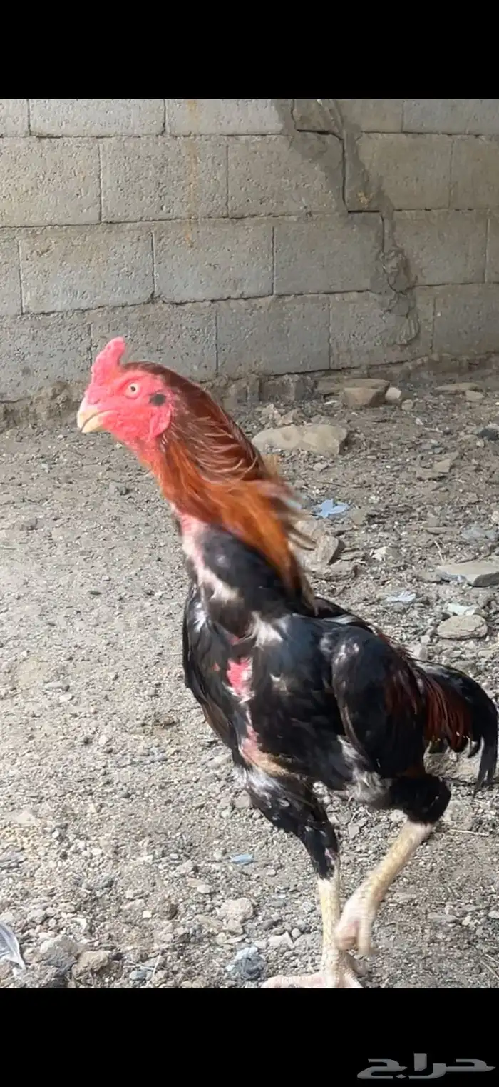 ديك بلجيكي 0