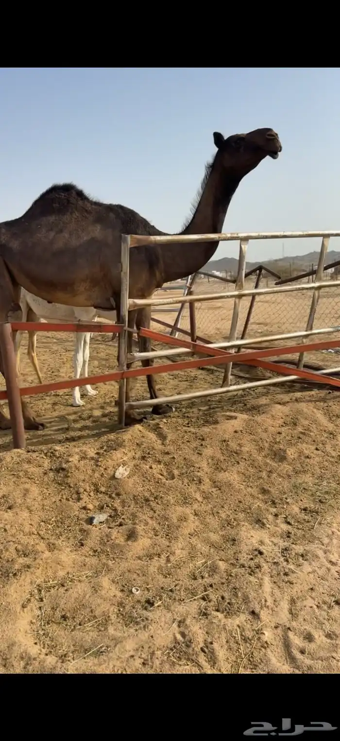 للبيع بكره حقه مجهم 2