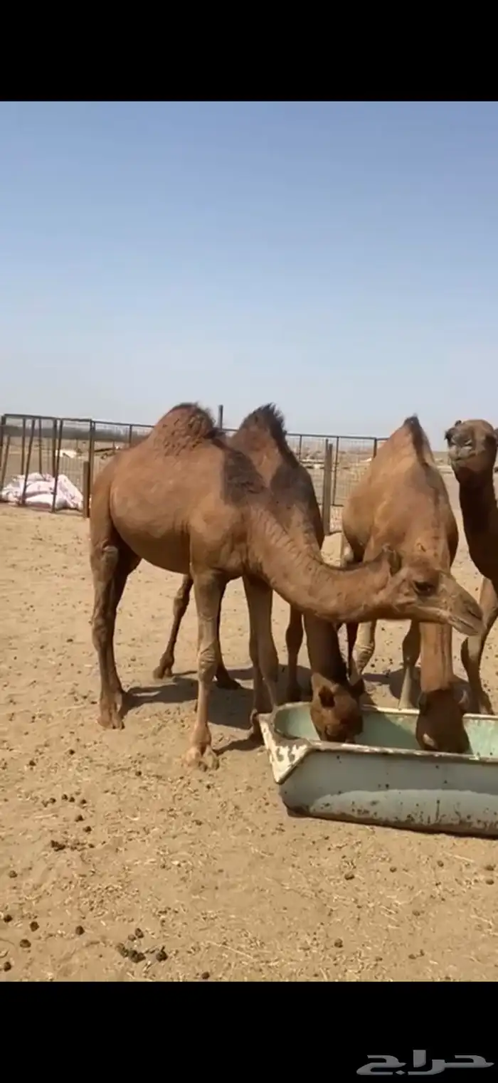 قعدان 1