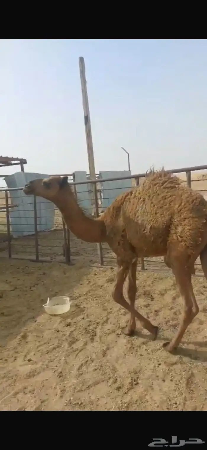 للبيع عشرا تحتها بكره 1