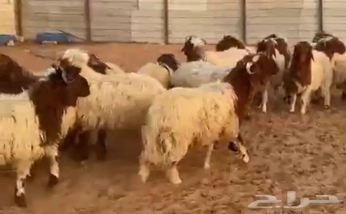 جذعان نعيم بلدي مربوط 5