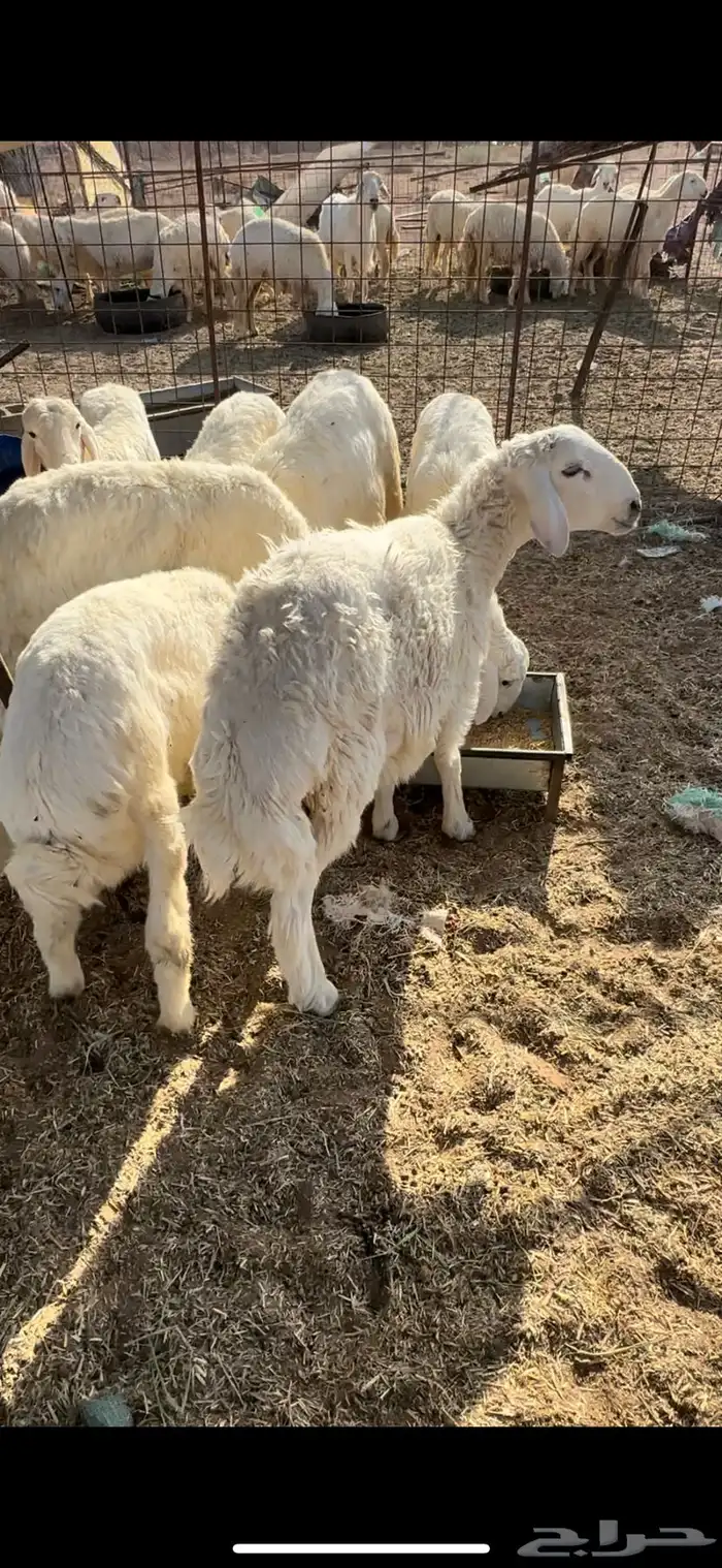 بهم حري 1