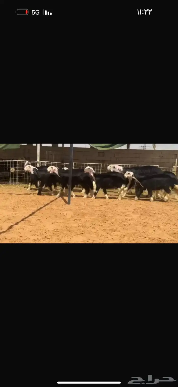 للبيع جذعات بدون الفحول 4