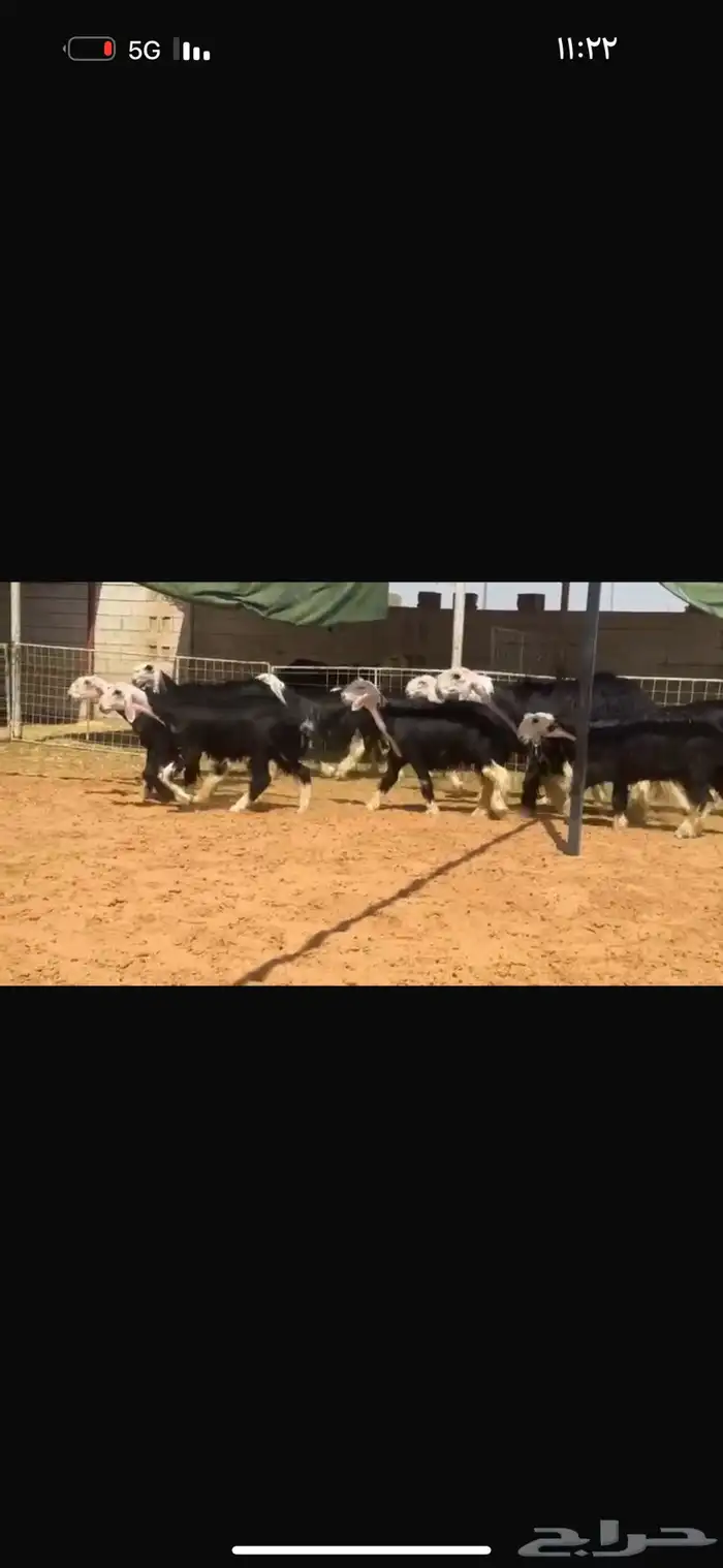 للبيع جذعات بدون الفحول 5