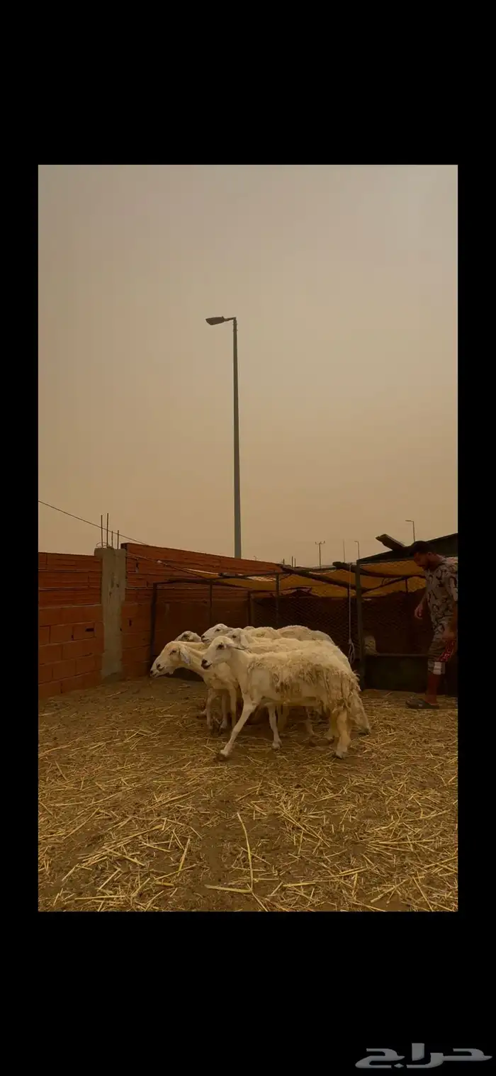 للبيع ضان حريات 1