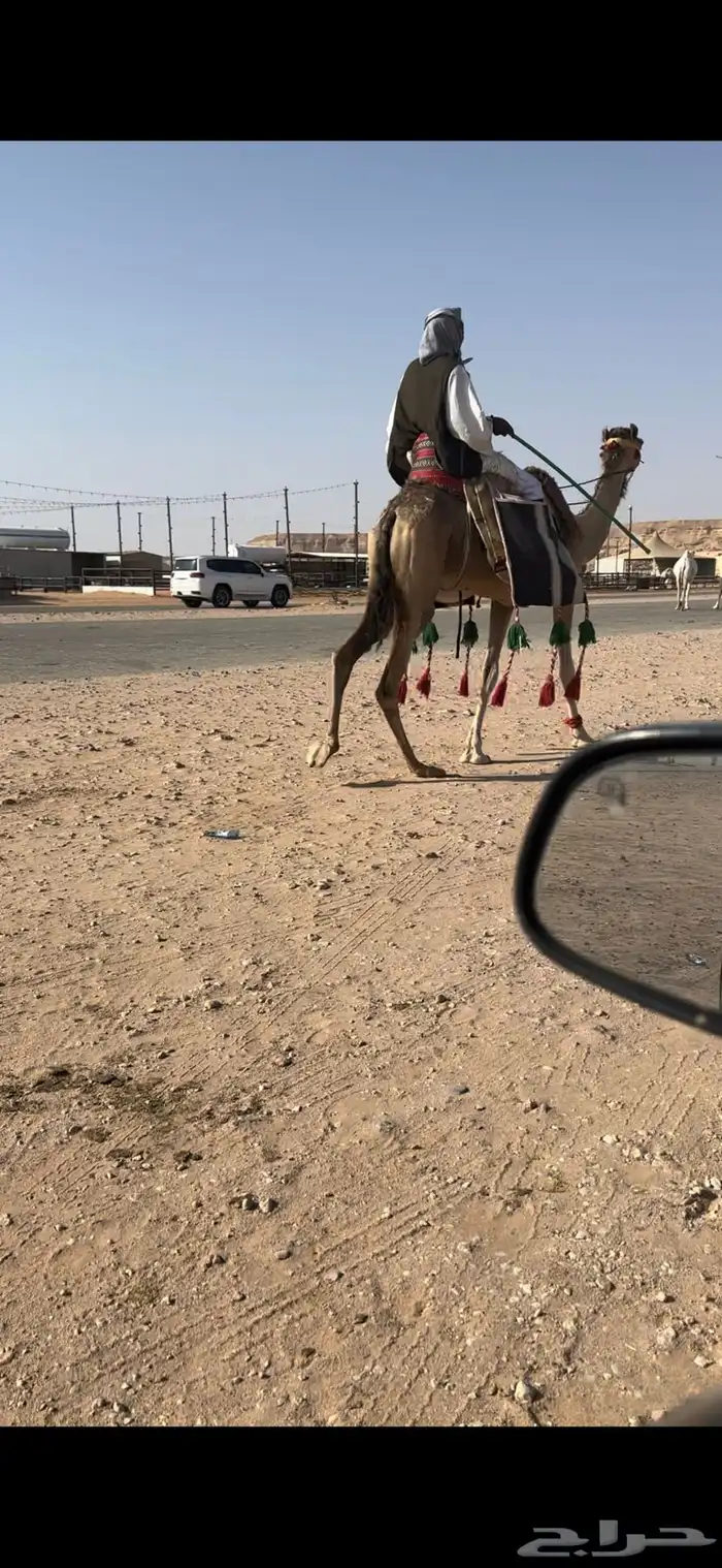 رحول ابل حمرا 0