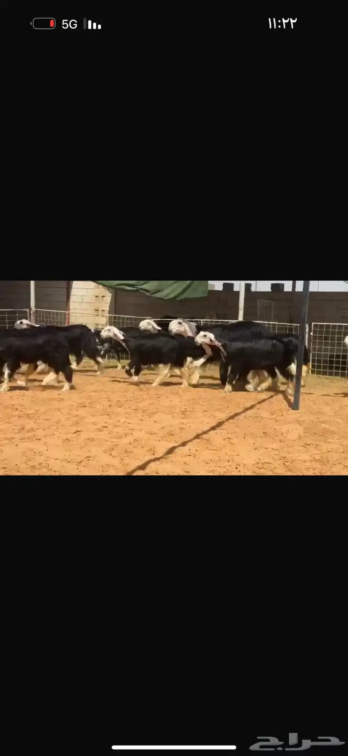 للبيع جذعات بدون الفحول 2