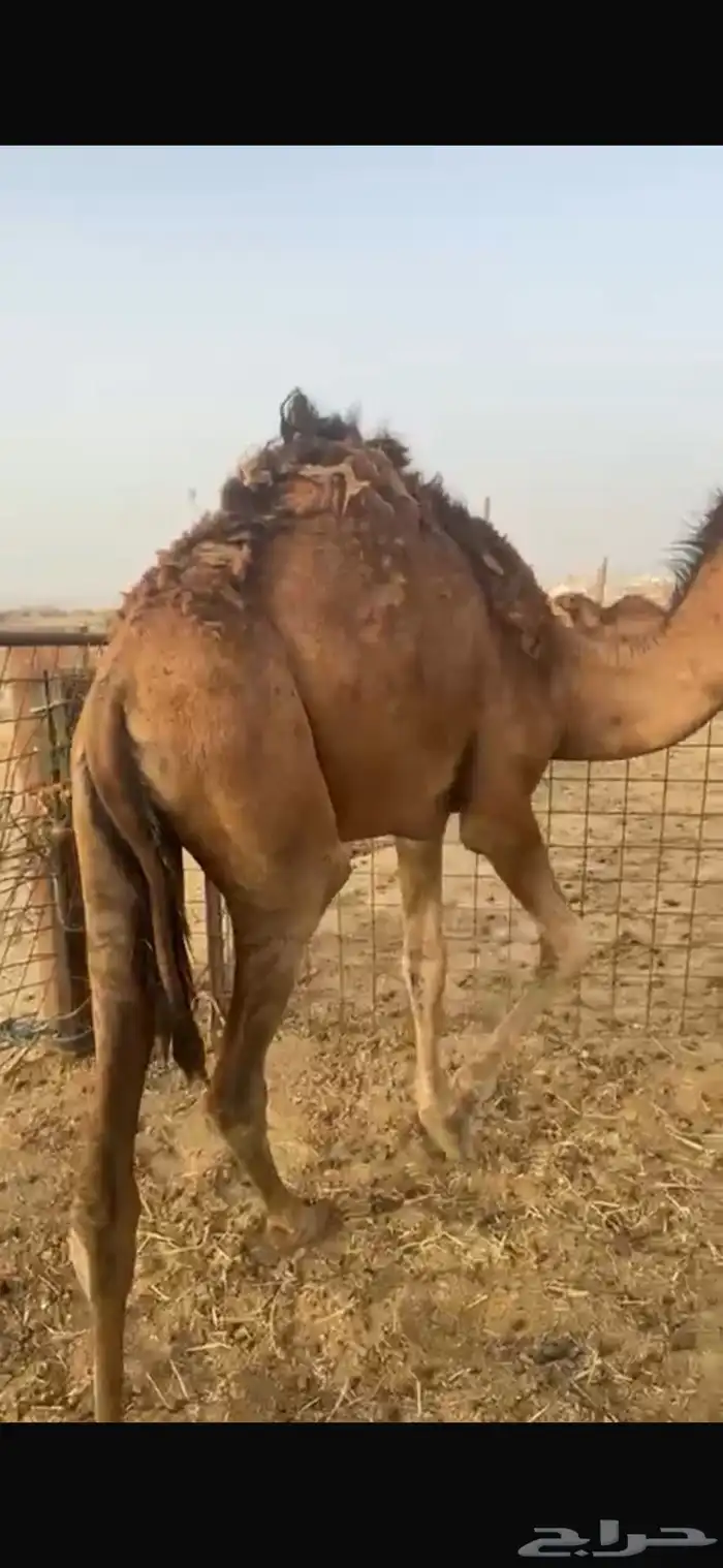 قعود تب للبيع 2