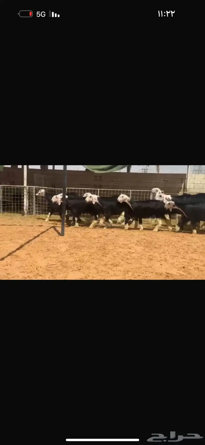 للبيع جذعات بدون الفحول 6