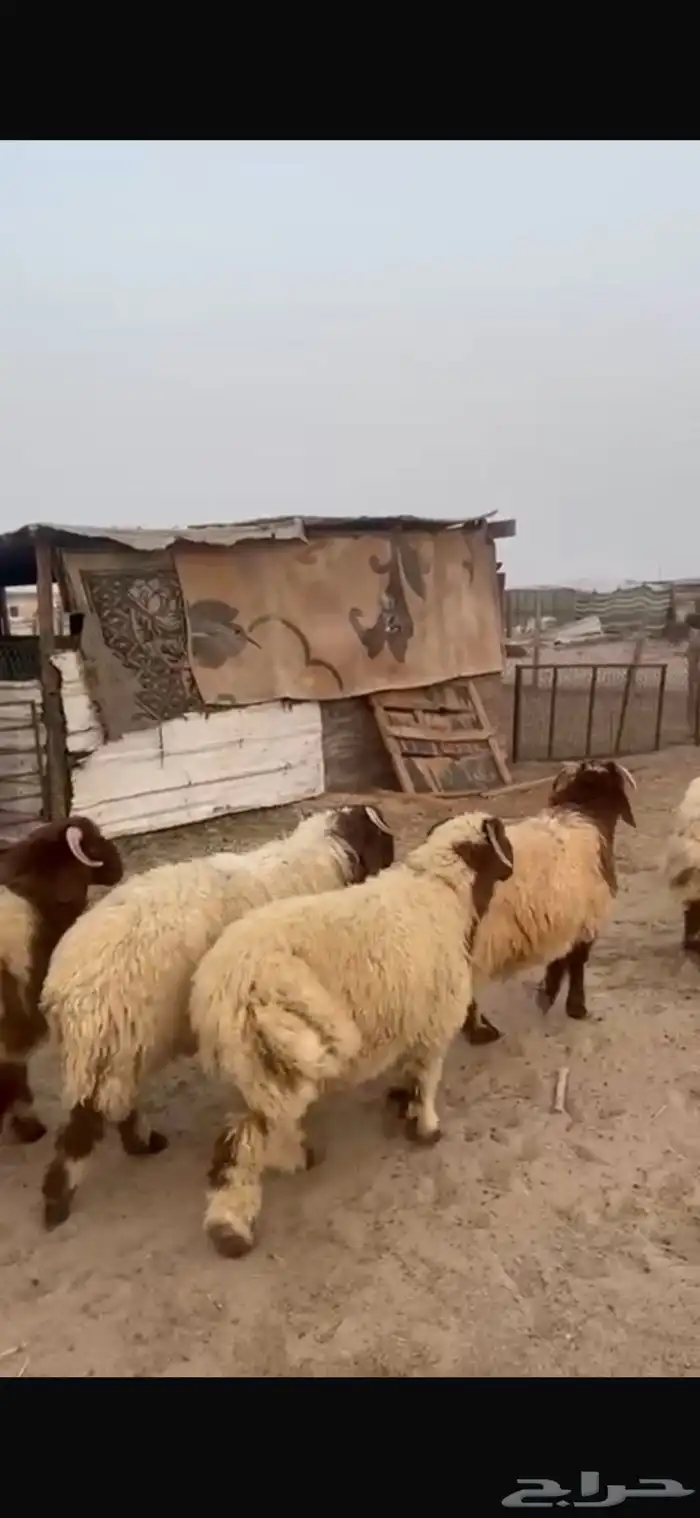 جذعان نعيم جبره كناور 1
