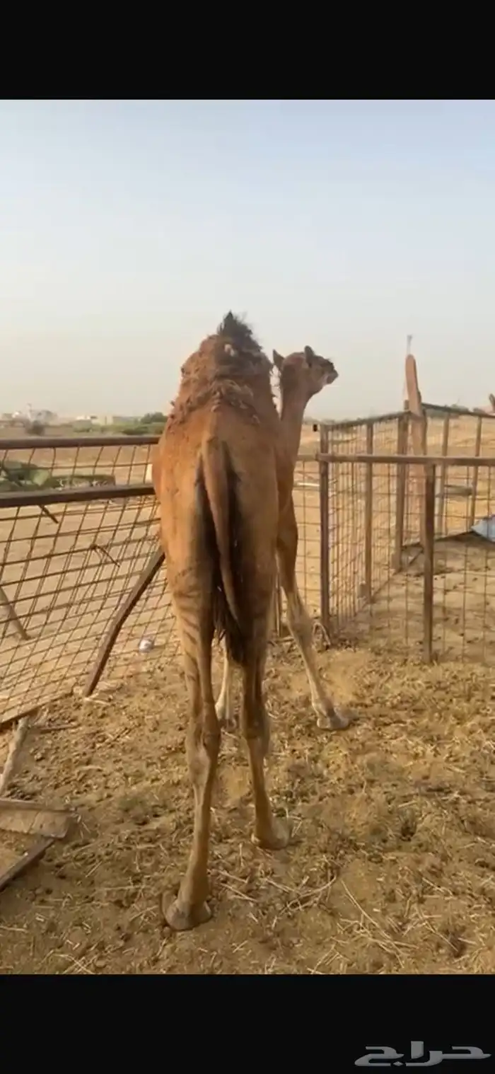قعود تب للبيع 1
