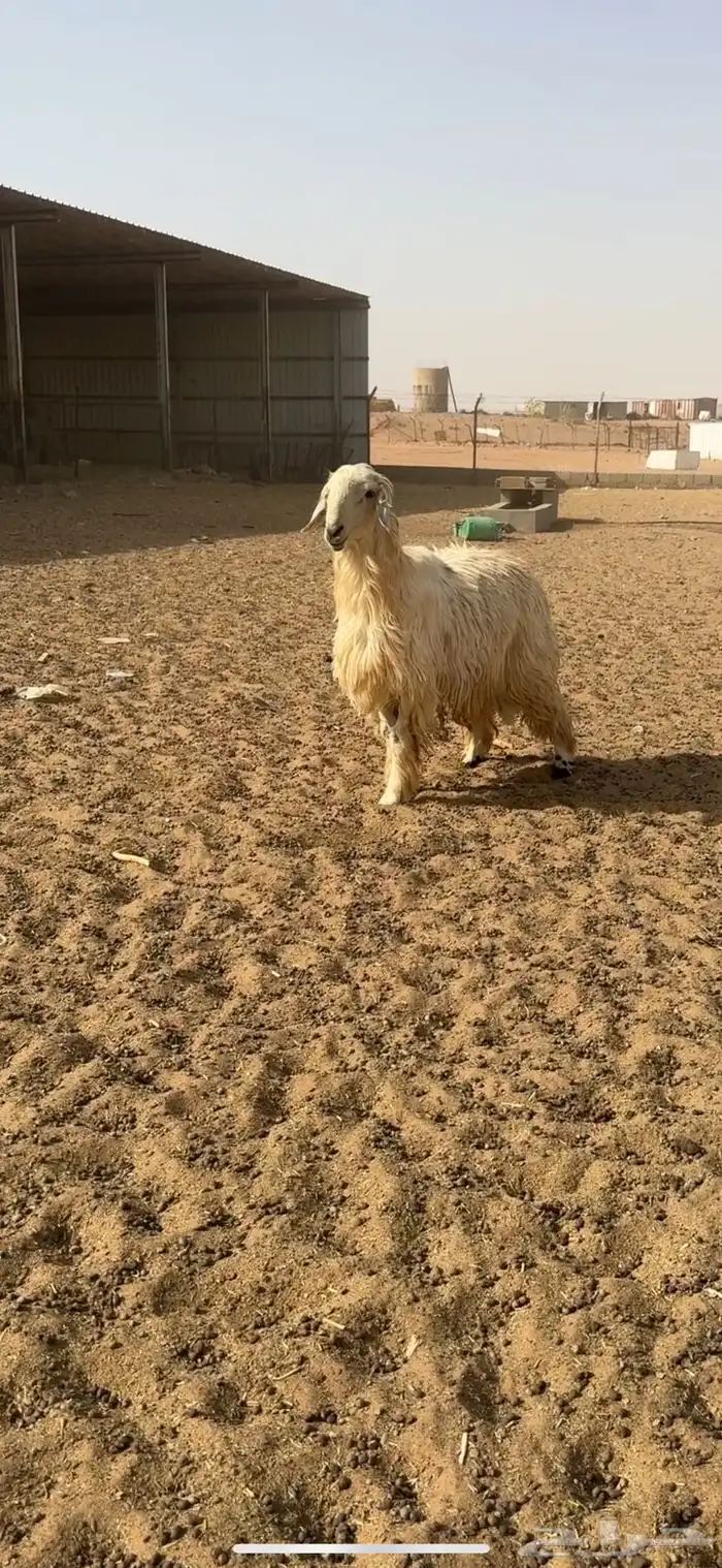 خروف 2