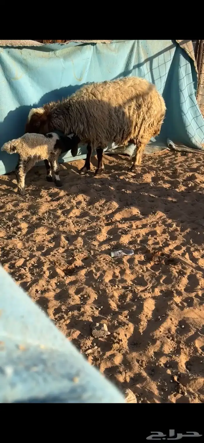 للبيع غنم نعيم 1