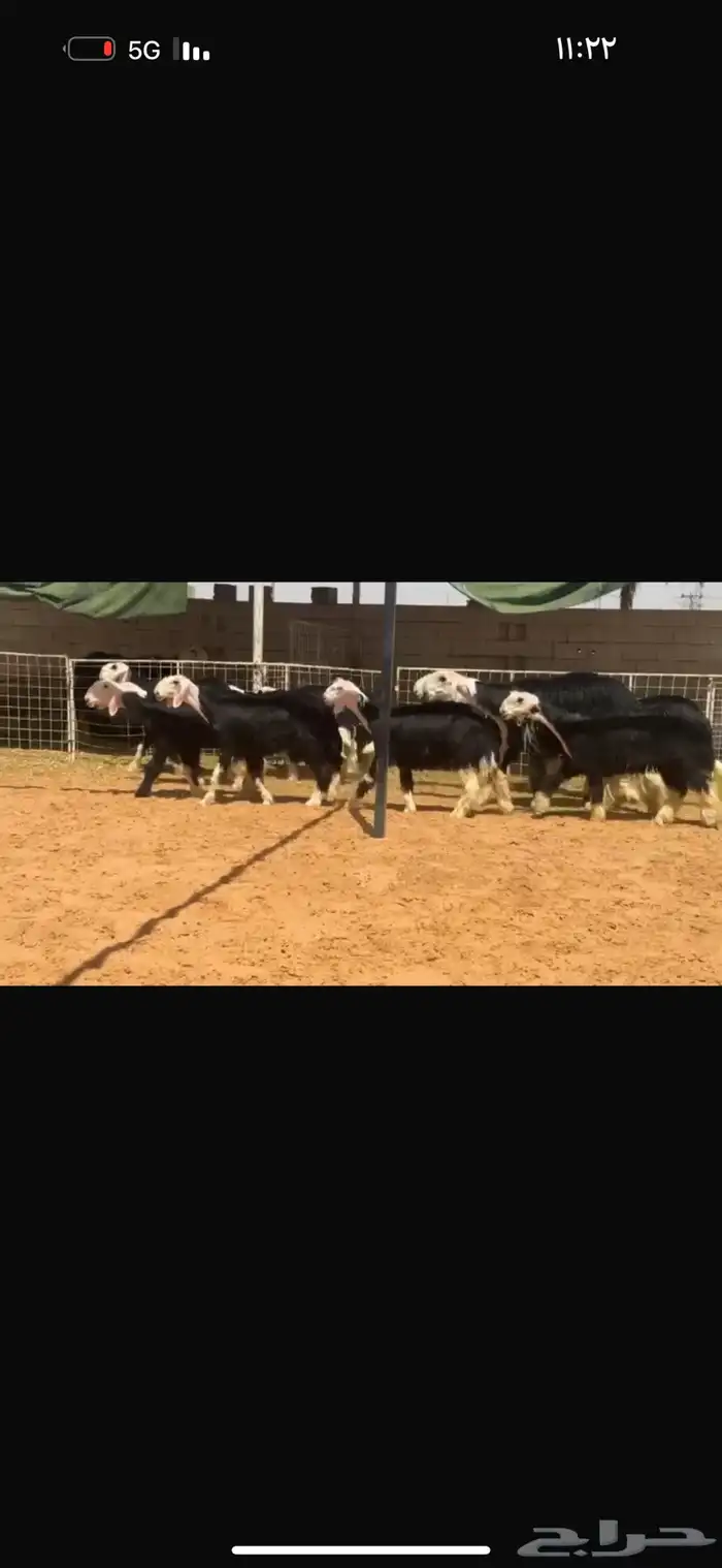 للبيع جذعات بدون الفحول 3
