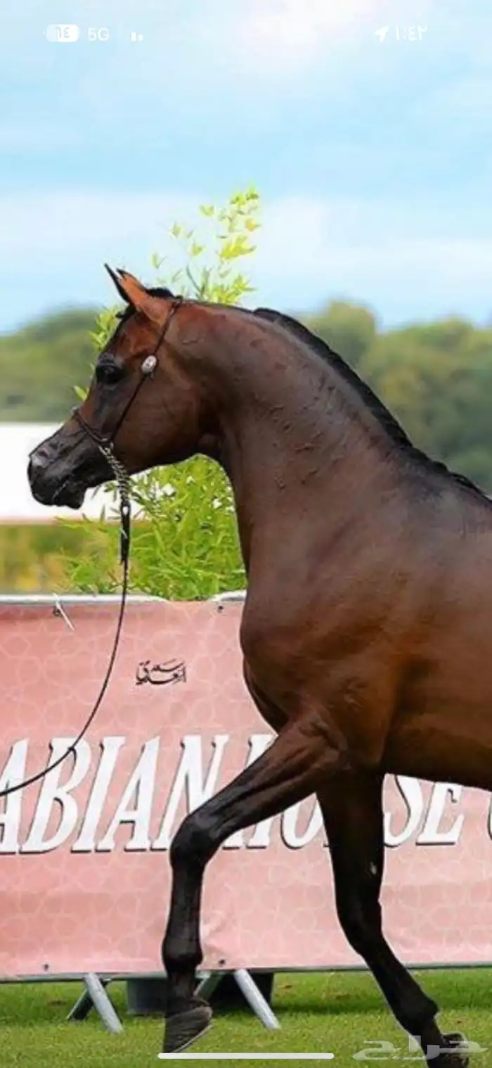 حساسيه خيل 0