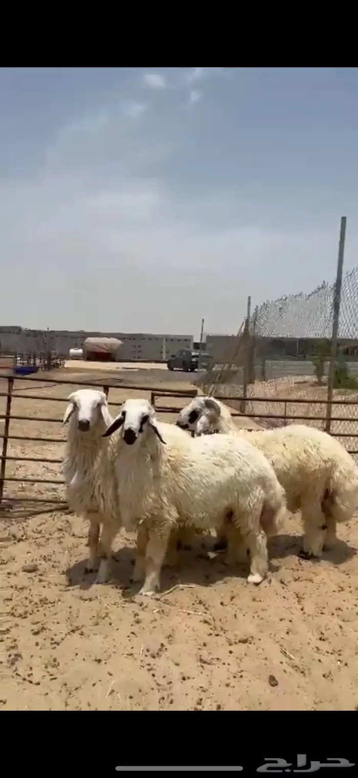 خرفان ذبايح بلدي مفاطيح 0
