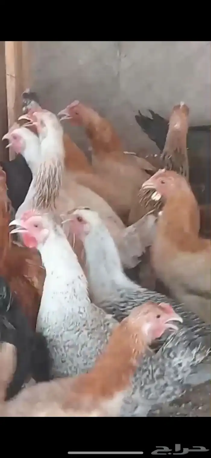 دجاج بلدي 1