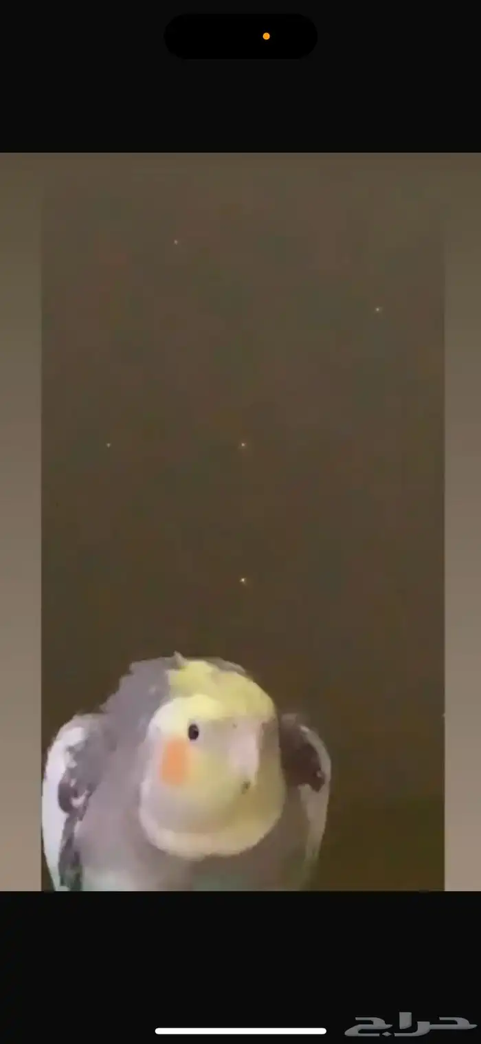 عصفور كروان أليف جده البيع مستعجل 2