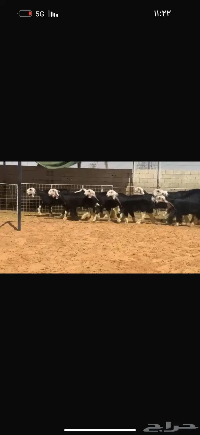 للبيع جذعات بدون الفحول 7
