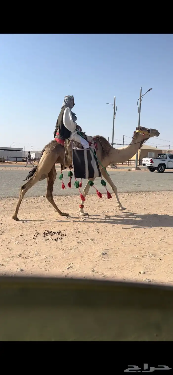 رحول ابل حمرا 3
