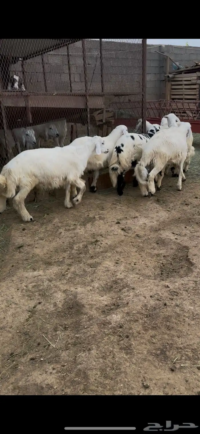 طليان 1