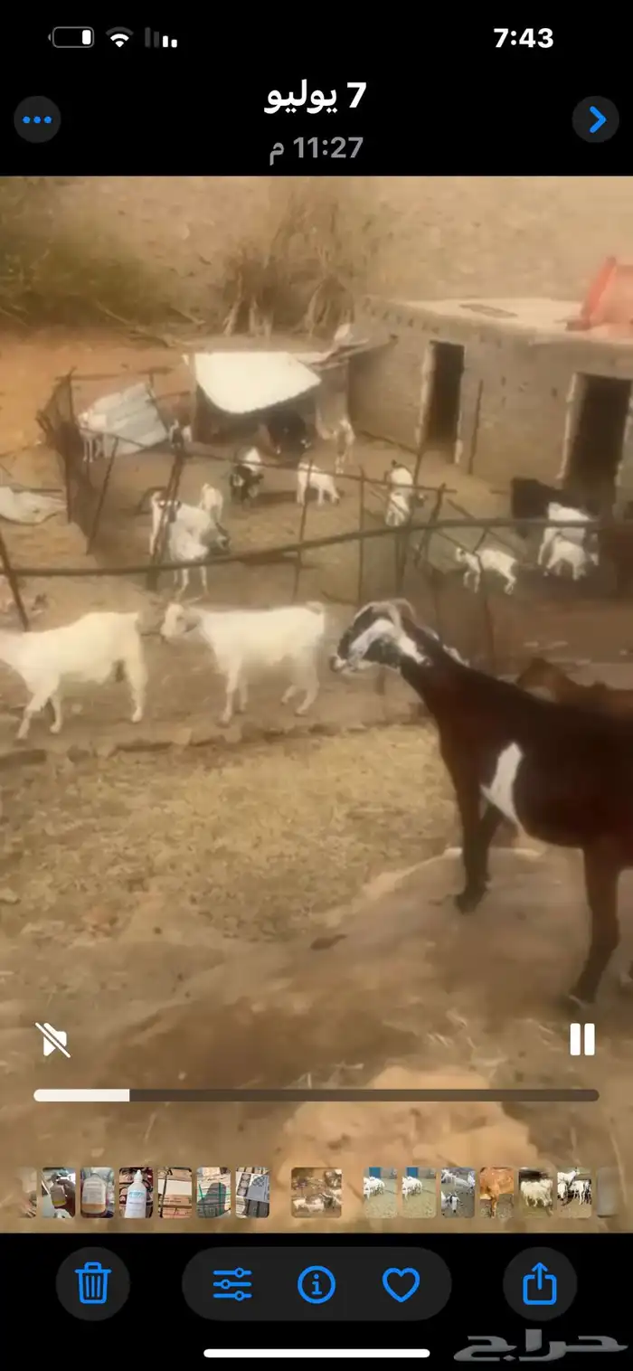 معزى مقاني 1