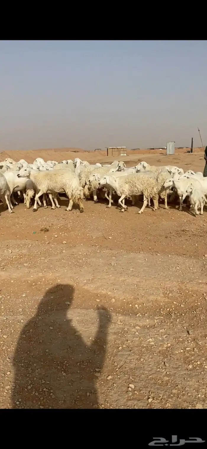 غنم حريات صنف 1
