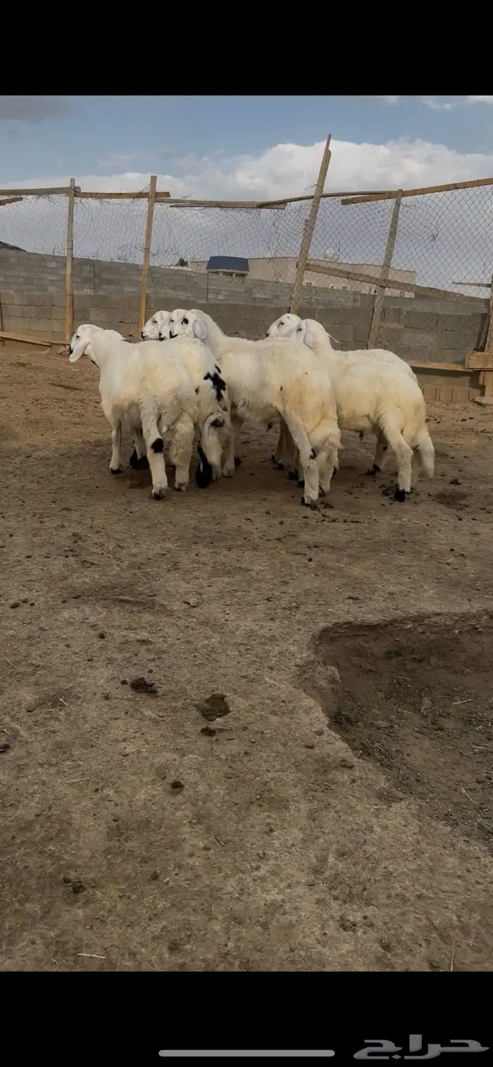 طليان 0