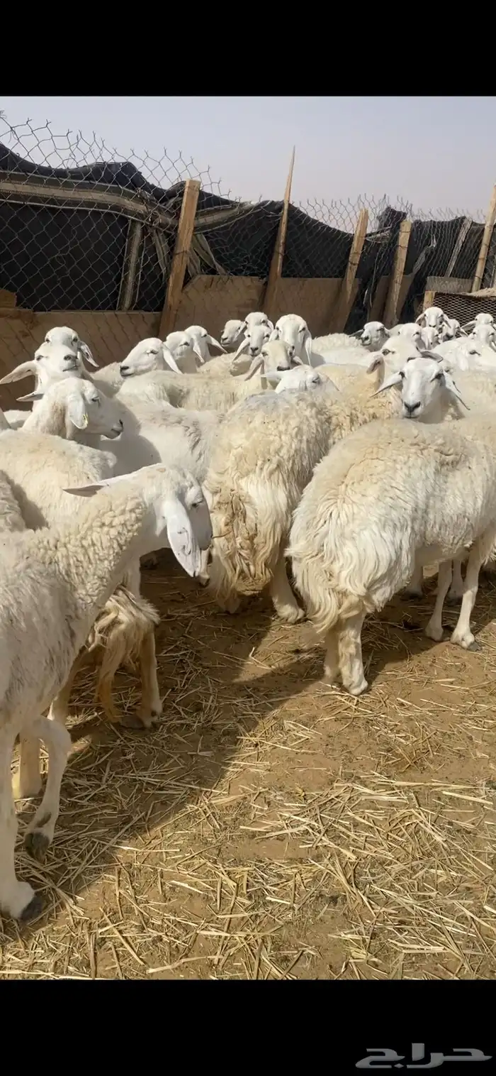 غنم حريات صنف 12